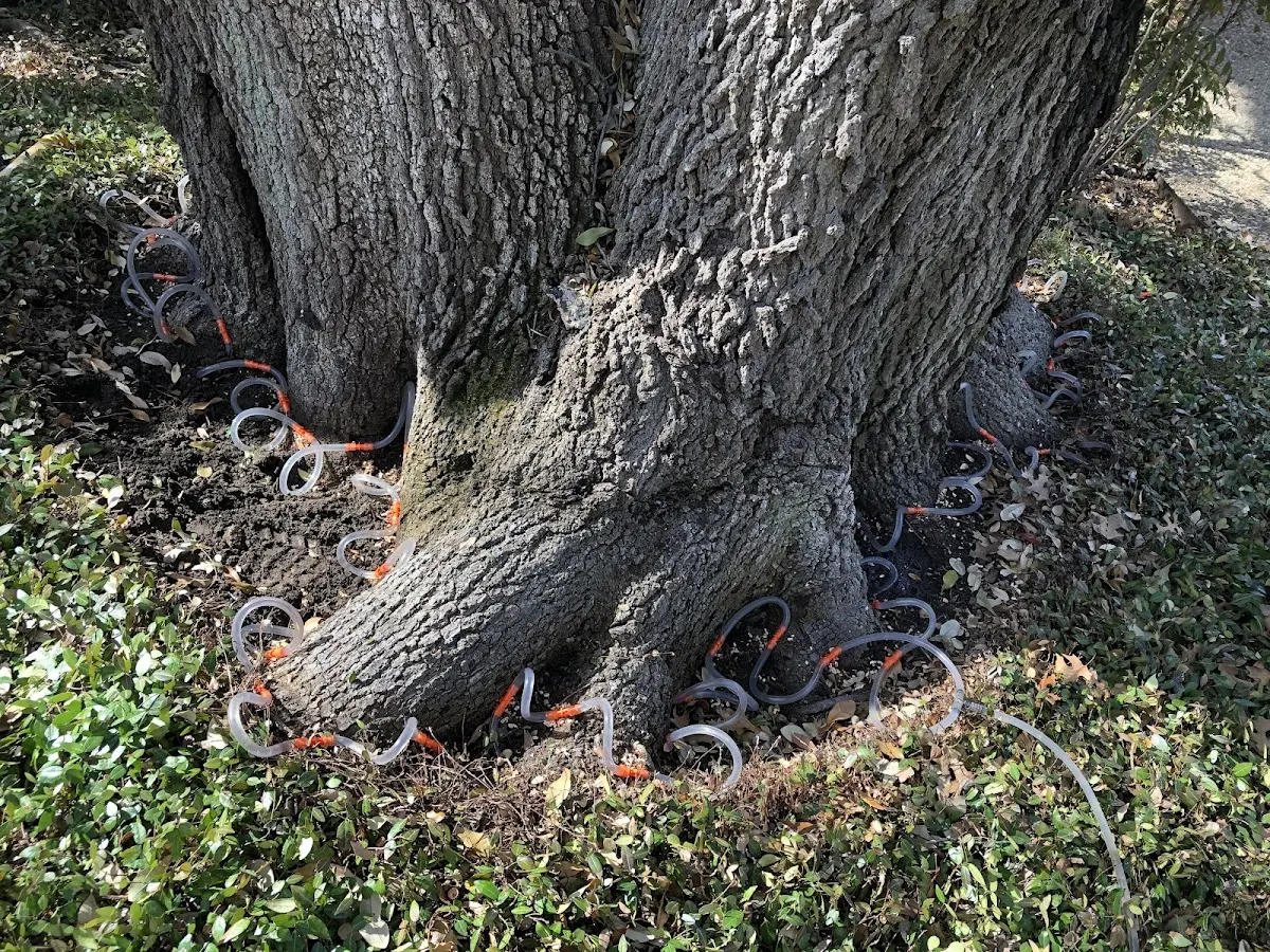 Detailed Tree Cabling and Bracing job site in Sandia Park