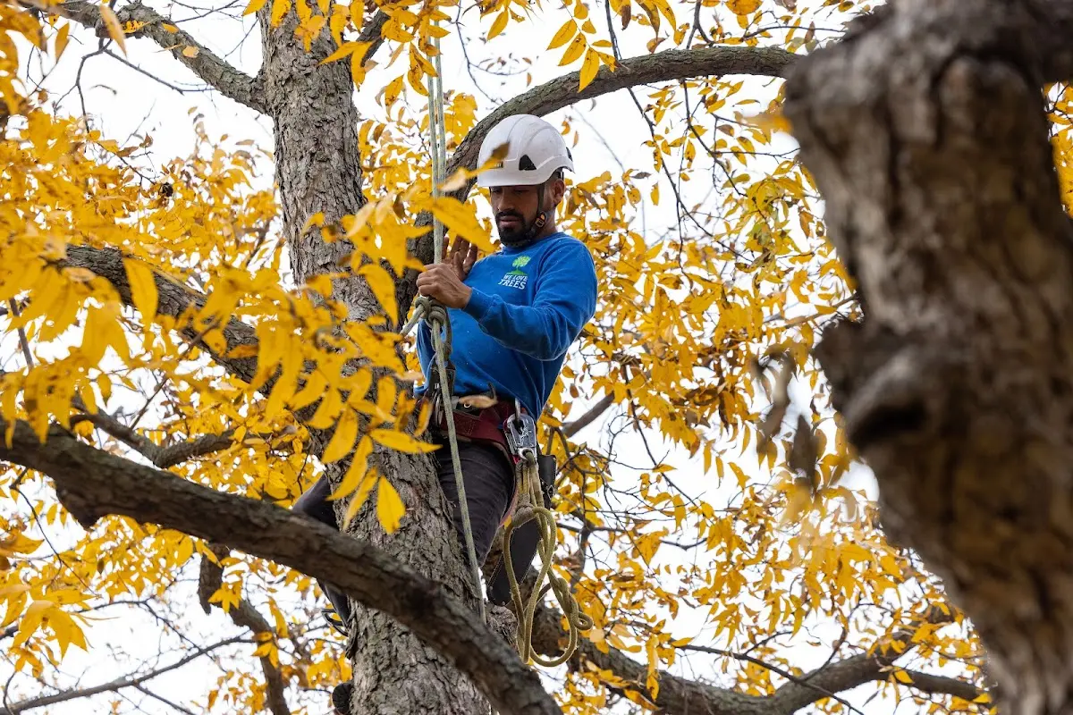 Skilled Tree Pruning crew working in Sandia Park