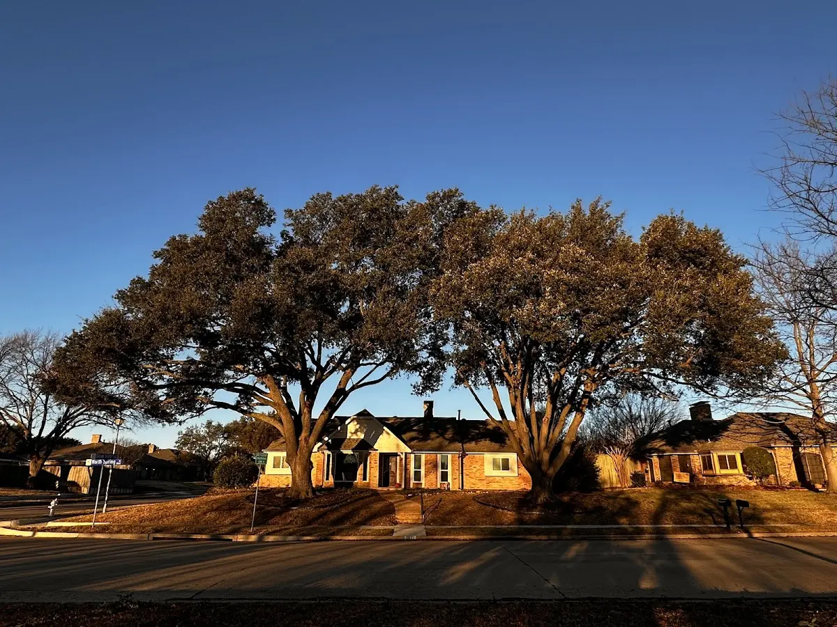 Established residential canopy tree shading a home in Sandia Park